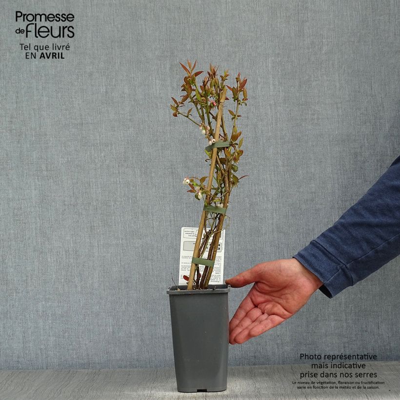 Exemplaar van Blauwe bes Brigitta Blue BIO Pot van 1,5 l/2 l, Struik zoals geleverd in de lente