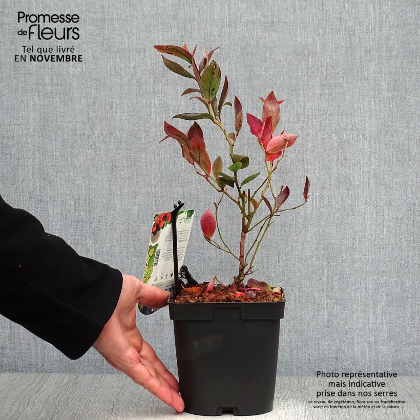 Exemplaar van Blauwe bes Chandler Pot van 1,5 l/2 l, Struik zoals geleverd in de herfst