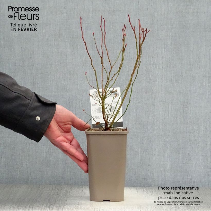 Exemplaar van Blauwe bes Emil Pot van 1,5 l/2 l, Struik zoals geleverd in de winter