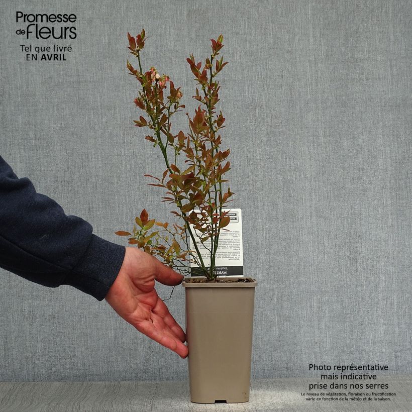 Exemplaar van Blauwe bes Emil Pot van 1,5 l/2 l, Struik zoals geleverd in de lente