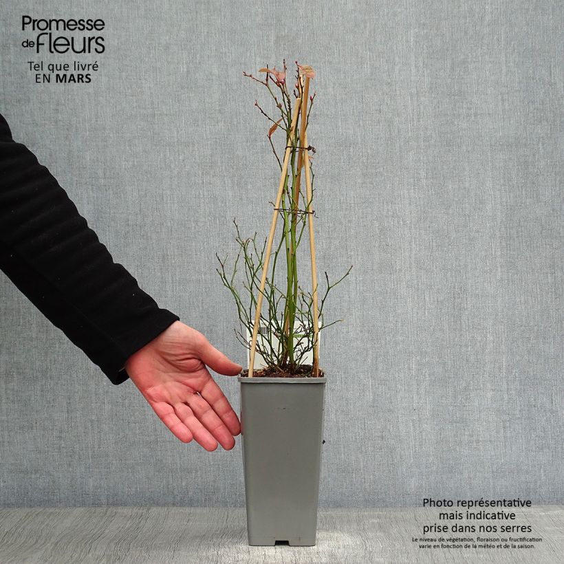 Exemplaar van Blauwe bes Goldtraube Pot van 1,5 l/2 l, Struik zoals geleverd in de winter