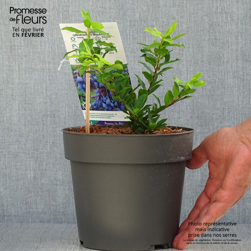 Exemplaar van Azoren-bosbes Blautropf Pot van 1,5 l/2 l, Pol zoals geleverd in de herfst