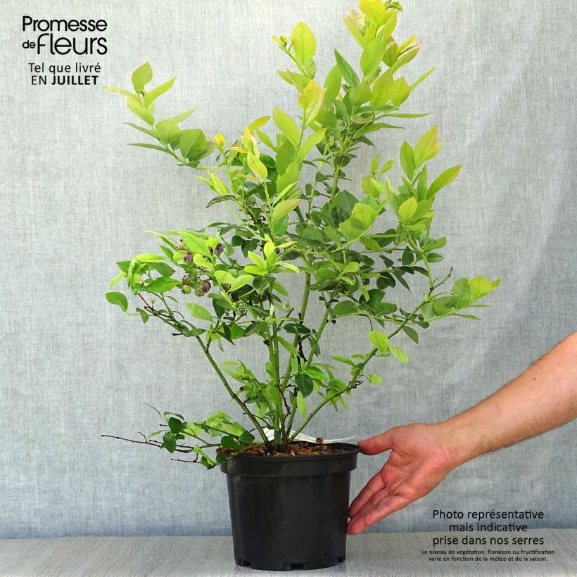 Exemplaar van Blauwe bes Jersey Pot van 4 l/5 l zoals geleverd in de zomer