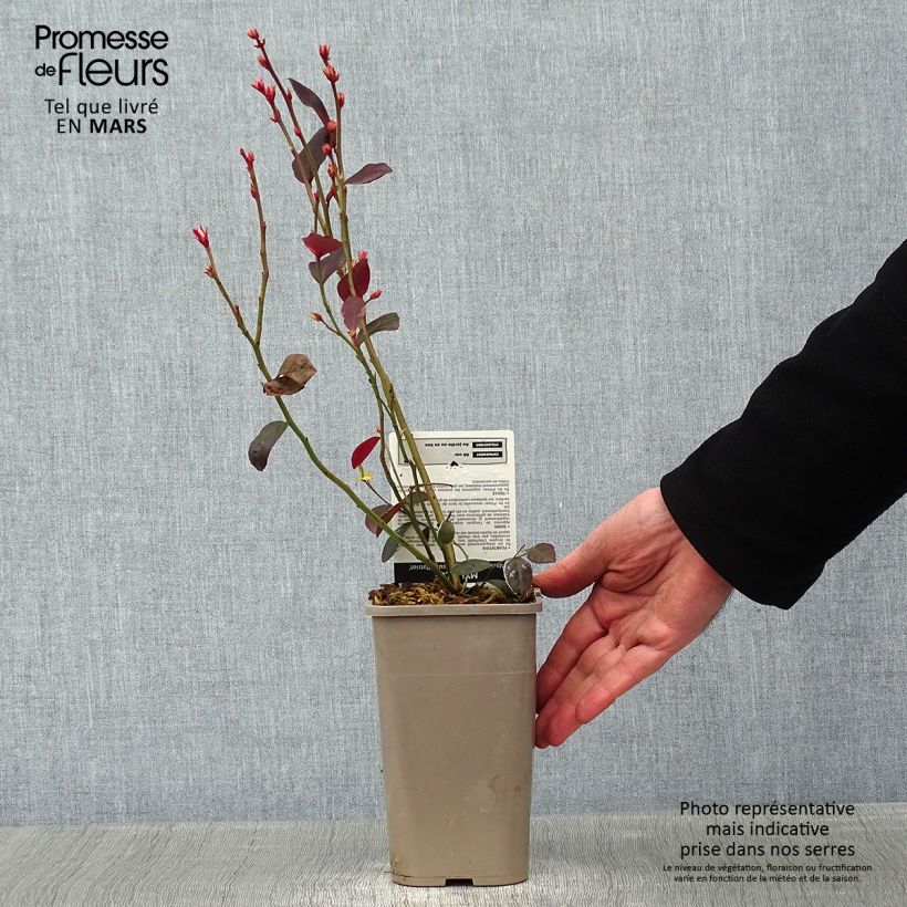 Exemplaar van Blauwe bes Patriot Pot van 1,5 l/2 l, Struik zoals geleverd in de winter