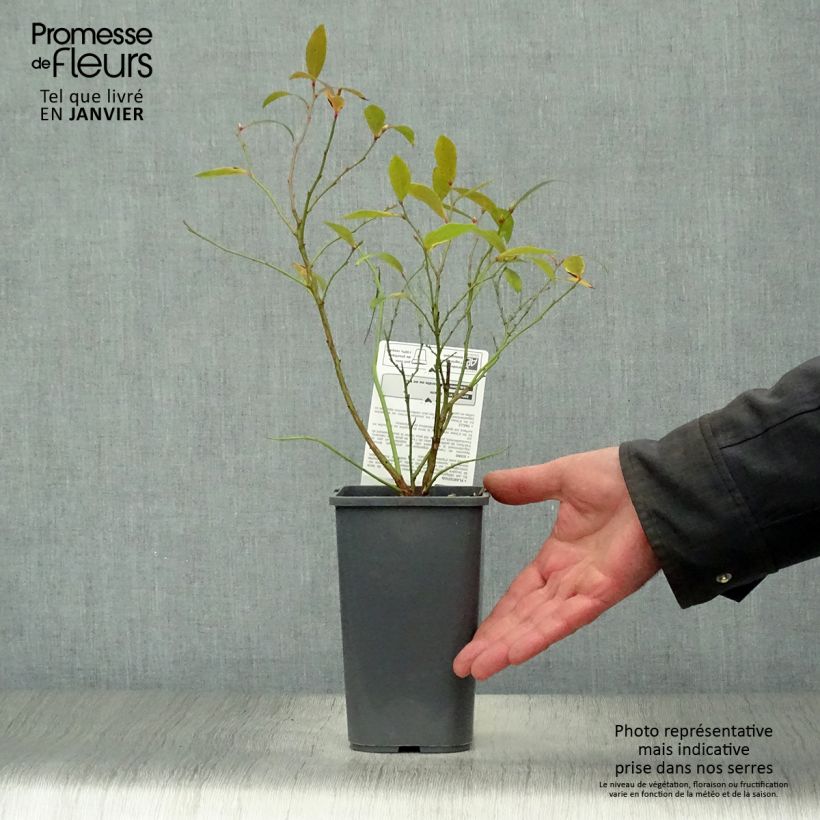 Exemplaar van Bosbes Pink Lemonade BIO Pot van 1,5 l/2 l, Struik zoals geleverd in de winter