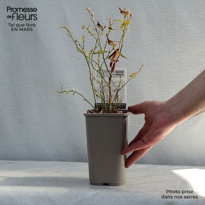 Exemplaar van Bosbes Pink Lemonade Pot van 1 l/1,5 l, Struik zoals geleverd in de winter