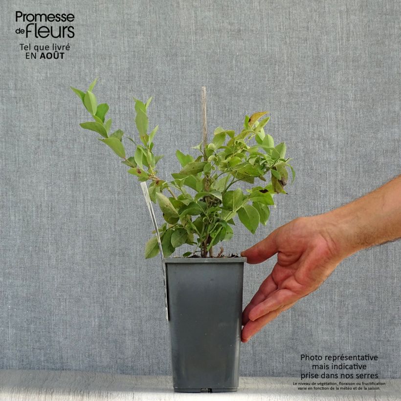 Exemplaar van Bosbes Powder Blue BIO Pot van 1 l/1,5 l, Struik zoals geleverd in de zomer