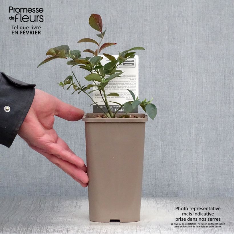 Exemplaar van Bosbes Powder Blue Pot van 1,5 l/2 l, Struik zoals geleverd in de winter