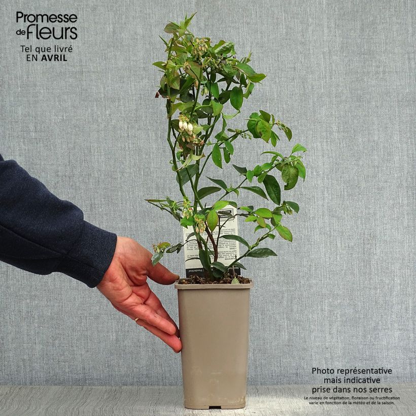 Exemplaar van Bosbes Powder Blue Pot van 1,5 l/2 l, Struik zoals geleverd in de lente