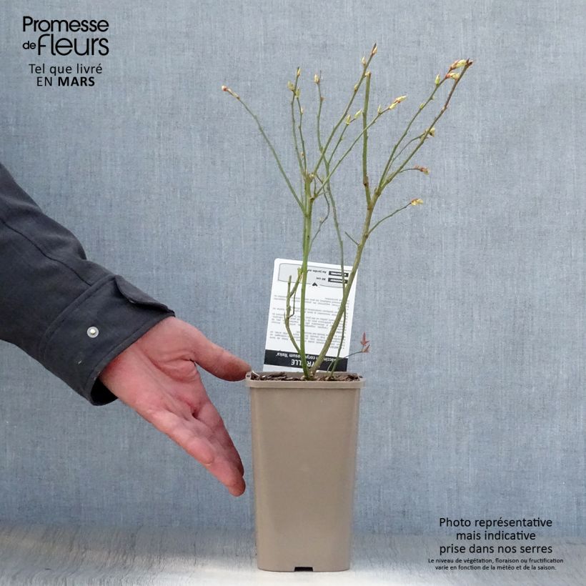 Exemplaar van Blauwe bes Reka Pot van 1,5 l/2 l, Struik zoals geleverd in de lente