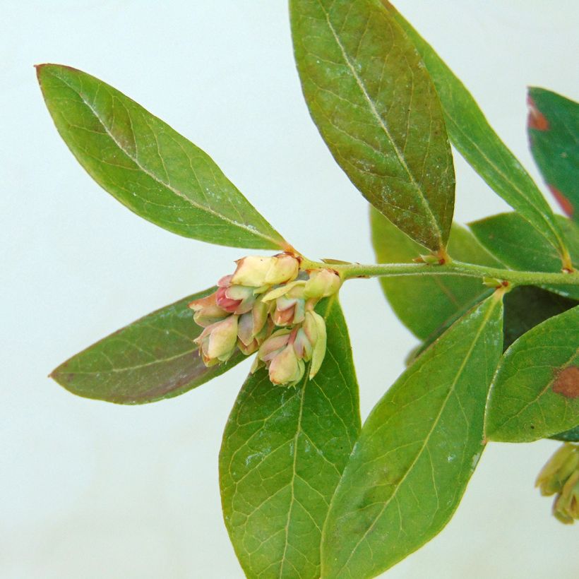 Blauwe bes Sunshine Blue (Blad)