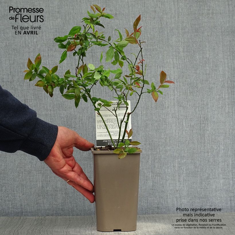 Exemplaar van Blauwe bes Sunshine Blue Kweekpotje van 8/9 cm, Struik zoals geleverd in de lente