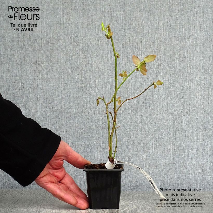 Exemplaar van Blauwe bes Andval1601 Yello!Berryblue® Kweekpotje van 8/9 cm, Struik zoals geleverd in de lente