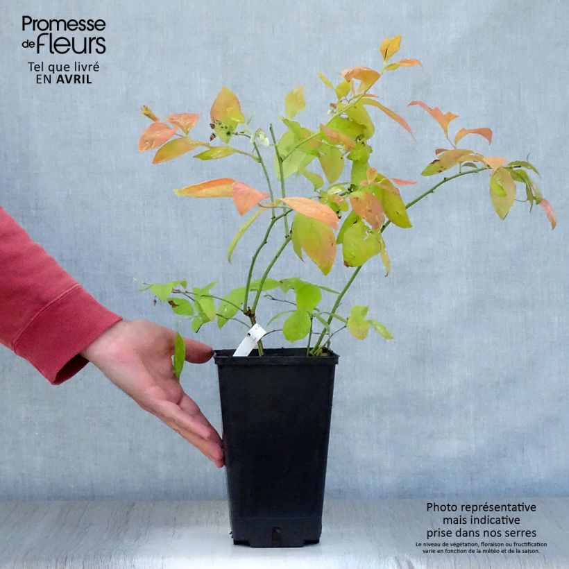 Exemplaar van Blauwe bes Andval1601 Yello!Berryblue® Pot van 2 l/3 l zoals geleverd in de lente