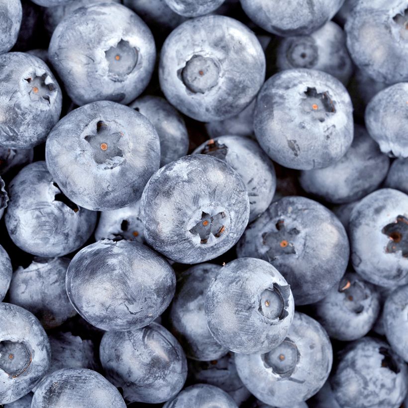 Blauwe bosbes - Vaccinium myrtillus (Oogst)