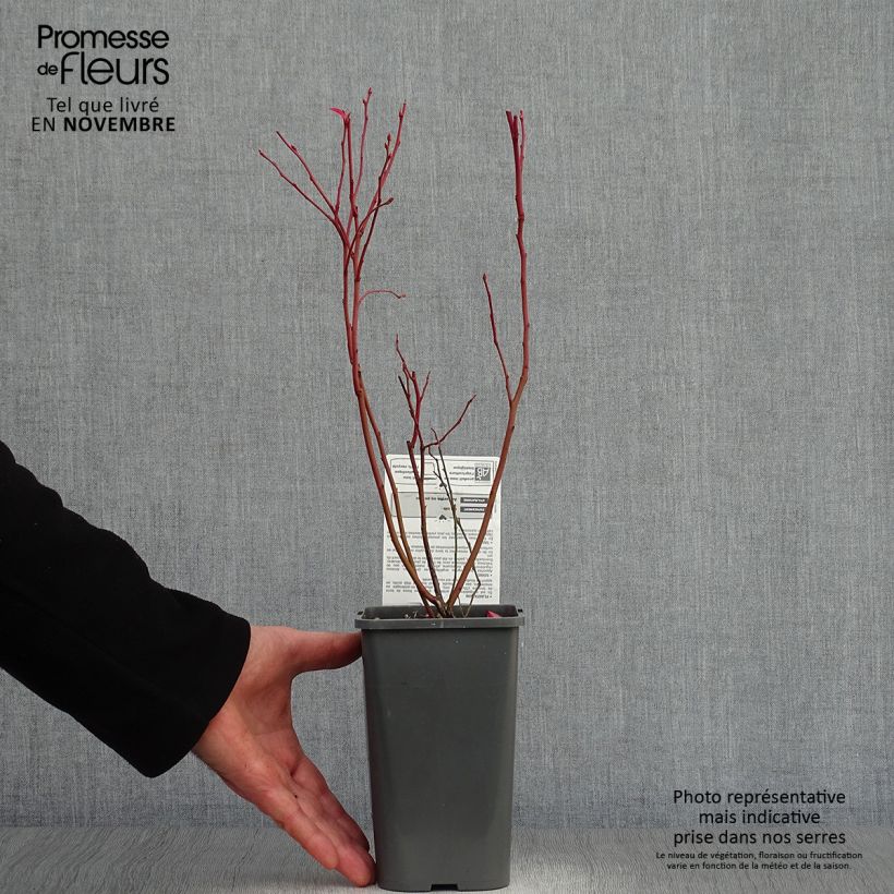 Exemplaar van Blauwe bes Patriot BIO Pot van 1,5 l/2 l, Struik zoals geleverd in de herfst