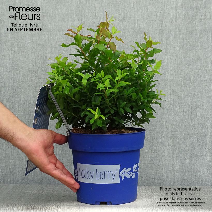 Exemplaar van Blauwe bes Lucky Berry Pot van 4 l/5 l, Pol zoals geleverd in de herfst