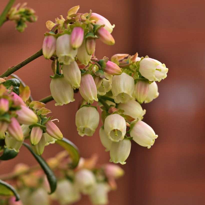 Blauwe bes Patriot BIO (Bloei)