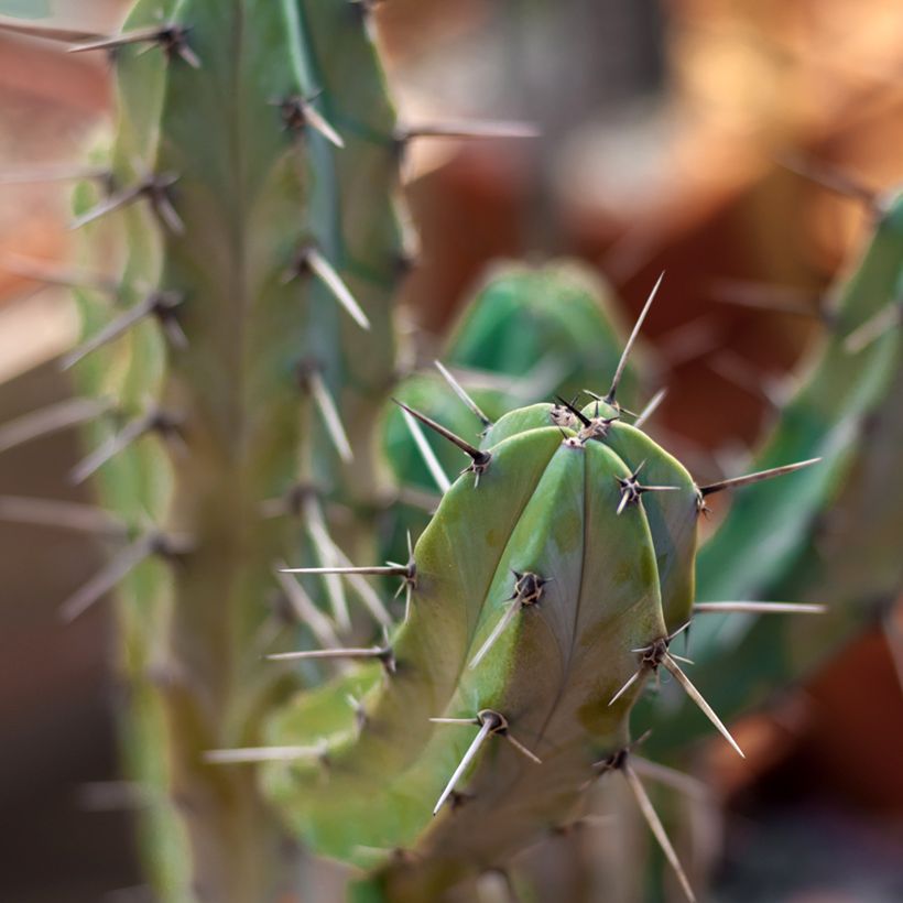 Myrtillocactus geometrizans - Blauwe kaars (Blad)