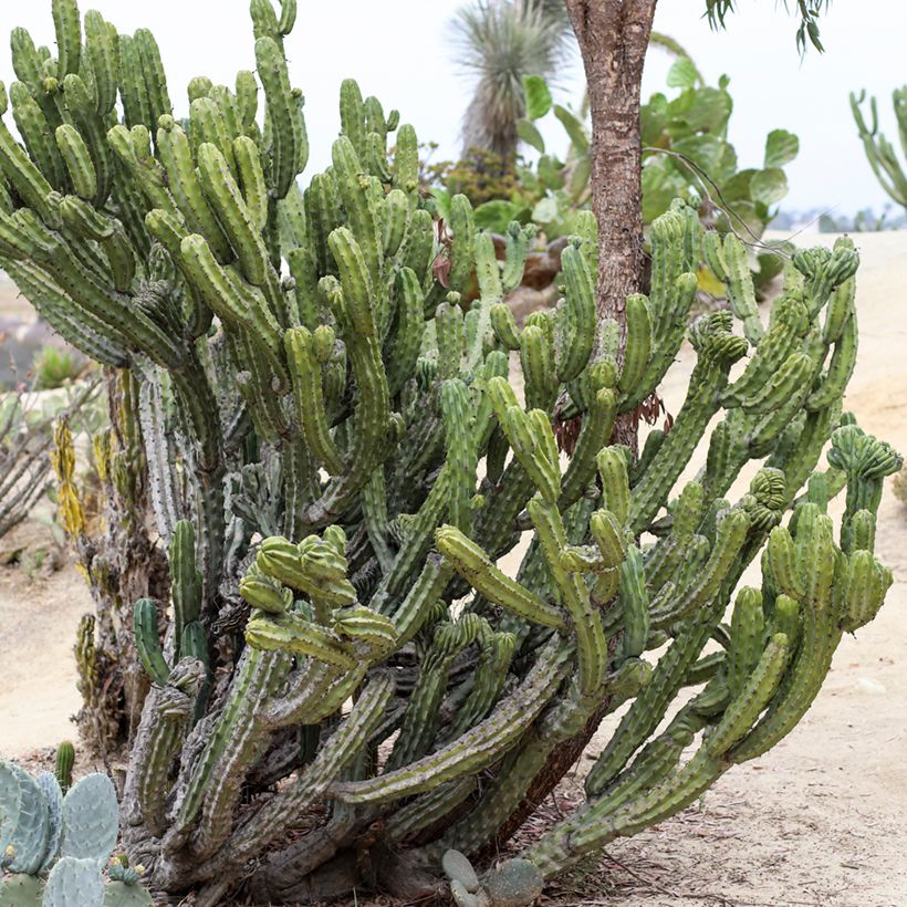 Myrtillocactus geometrizans - Blauwe kaars (Groeiplaats)