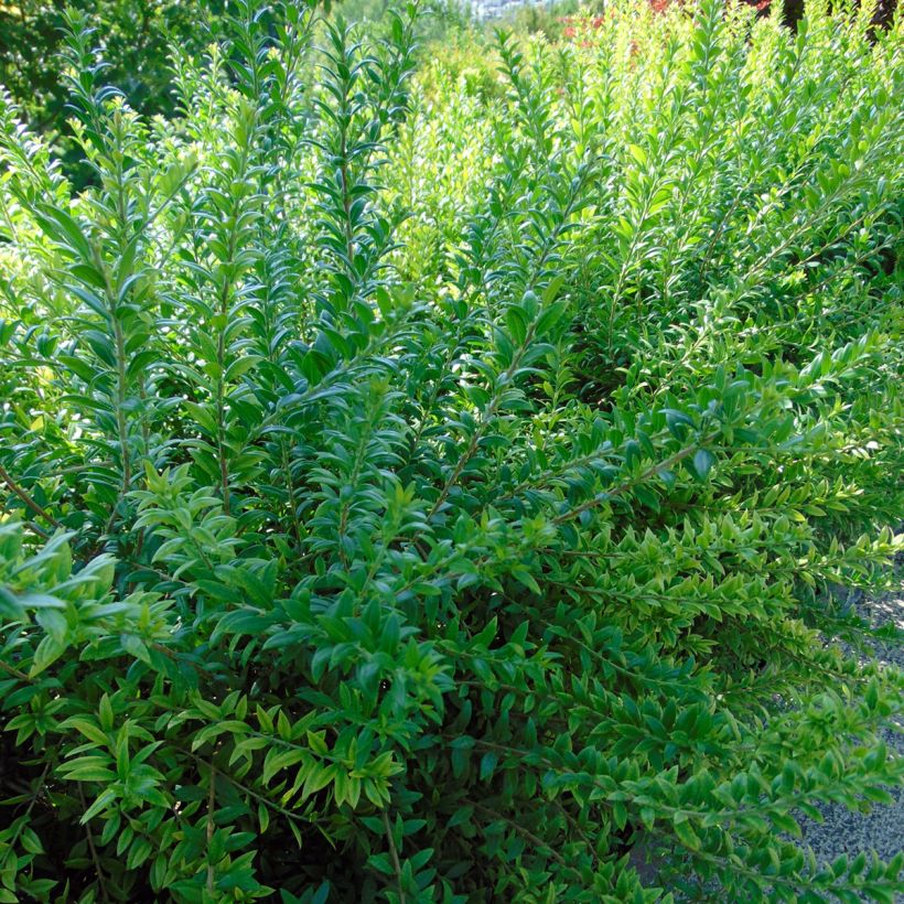 Myrtus communis - Mirte (Foliage)