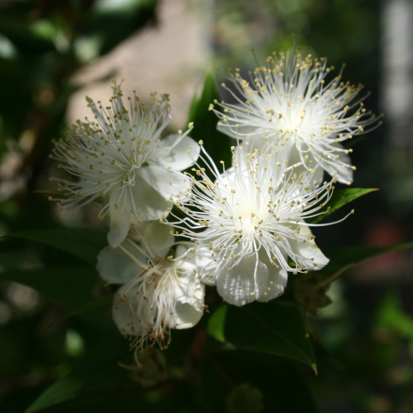 Myrtus communis - Mirte (Flowering)