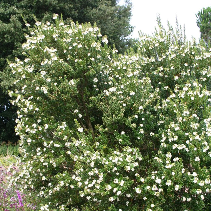 Myrtus communis - Mirte (Plant habit)