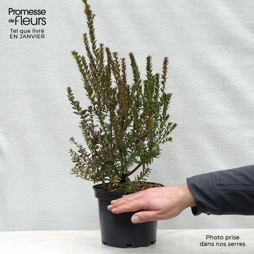 Example of Myrtus communis Tarentina - Myrte commun  Pot van 2 l/3 l as you get in hiver