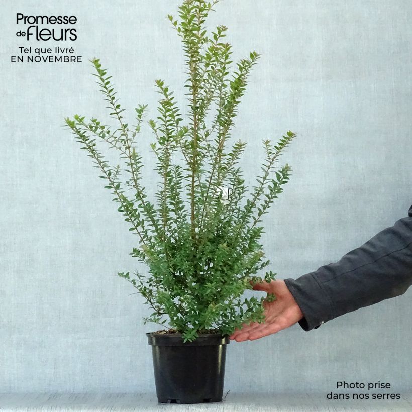 Exemplaar van Myrtus communis Tarentina - Mirte Pot van 2 l/3 l zoals geleverd in de herfst