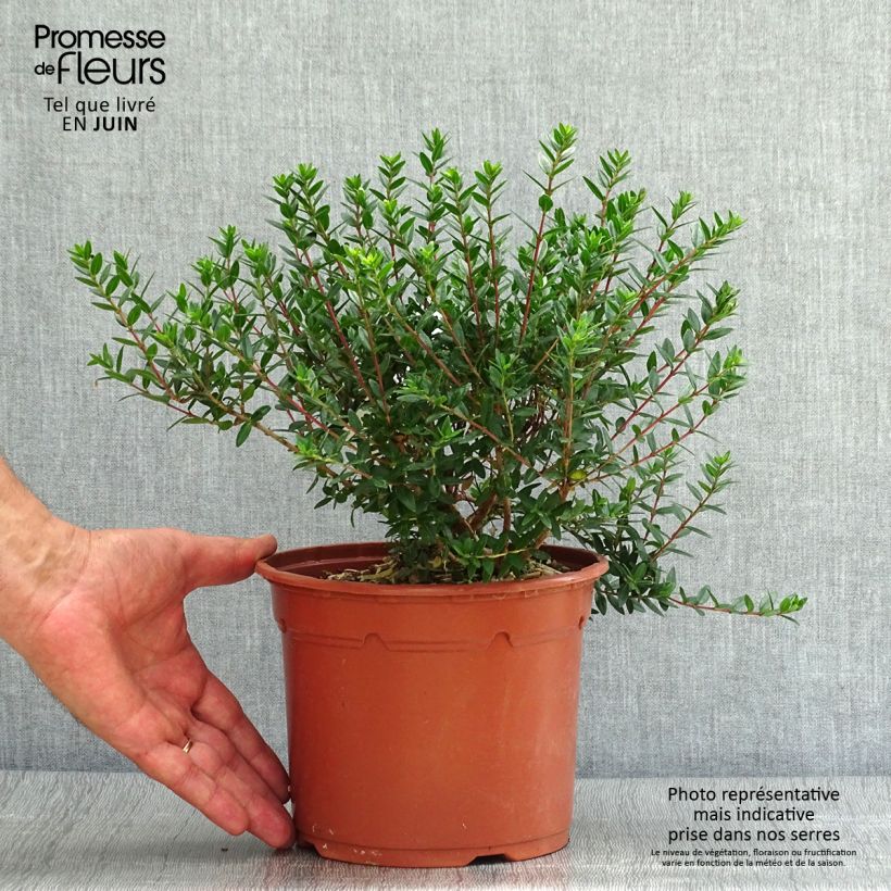 Exemplaar van Myrtus communis Tarentina - Mirte Pot van 2 l/3 l zoals geleverd in de zomer