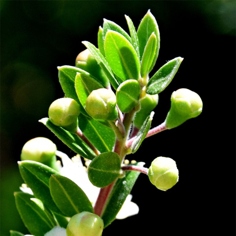 Myrtus communis Tarentina - Mirte (Foliage)