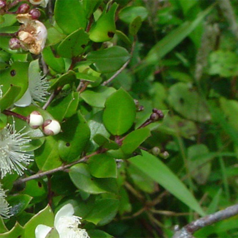 Myrtus luma - Chileense mirte (Foliage)