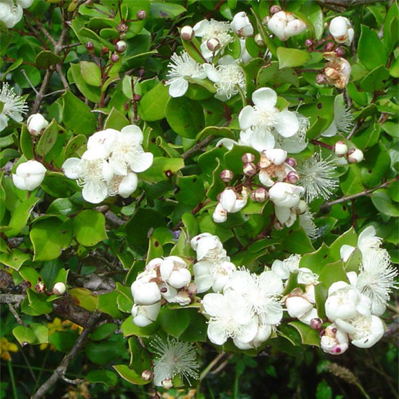 Myrtus luma - Chileense mirte (Flowering)