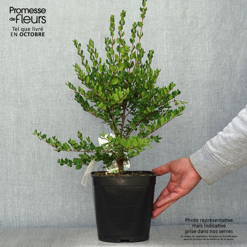 Exemplaar van Myrtus luma - Chileense mirte Pot van 3 l/4 l zoals geleverd in de herfst