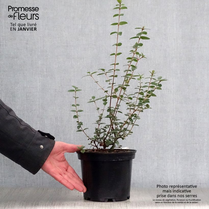 Example of Myrtus ugni Pot van 2 l/3 l as you get in hiver