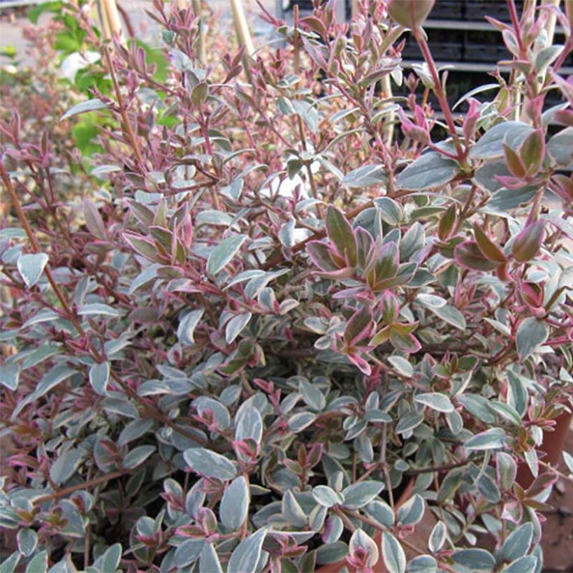 Myrtus ugni Flambeau - Chileense guave (Foliage)