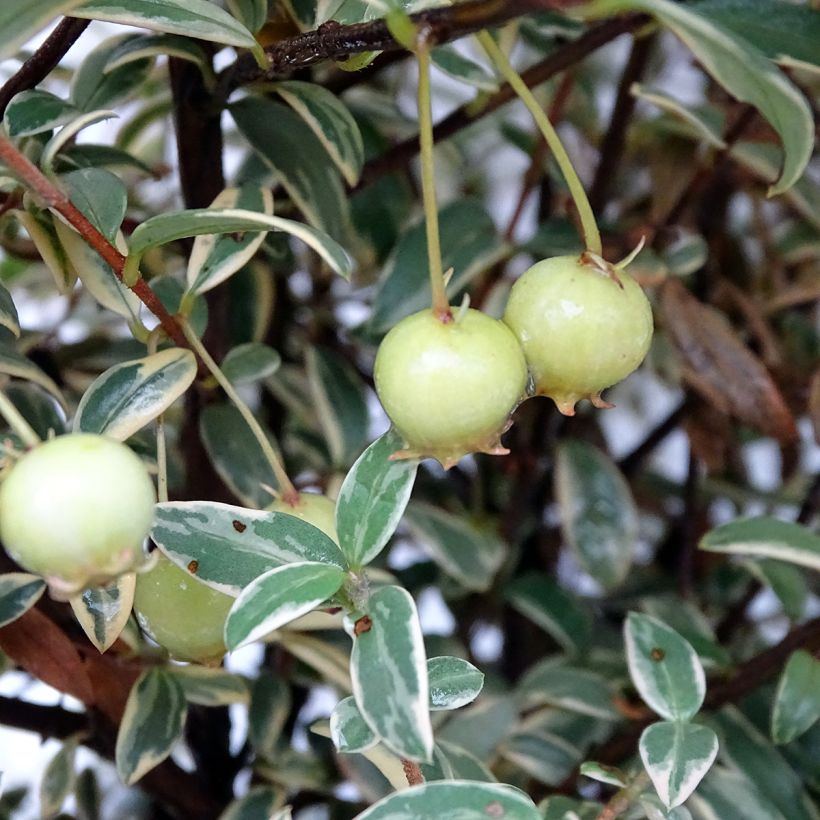 Myrtus ugni Flambeau - Chileense guave (Harvest)