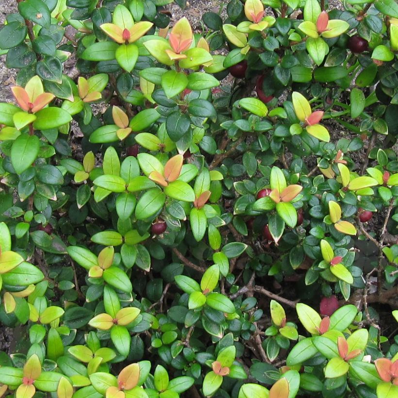 Myrtus ugni Butterball - Chileense guave (Foliage)