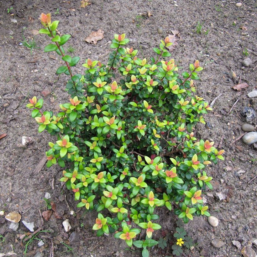 Myrtus ugni Butterball - Chileense guave (Plant habit)