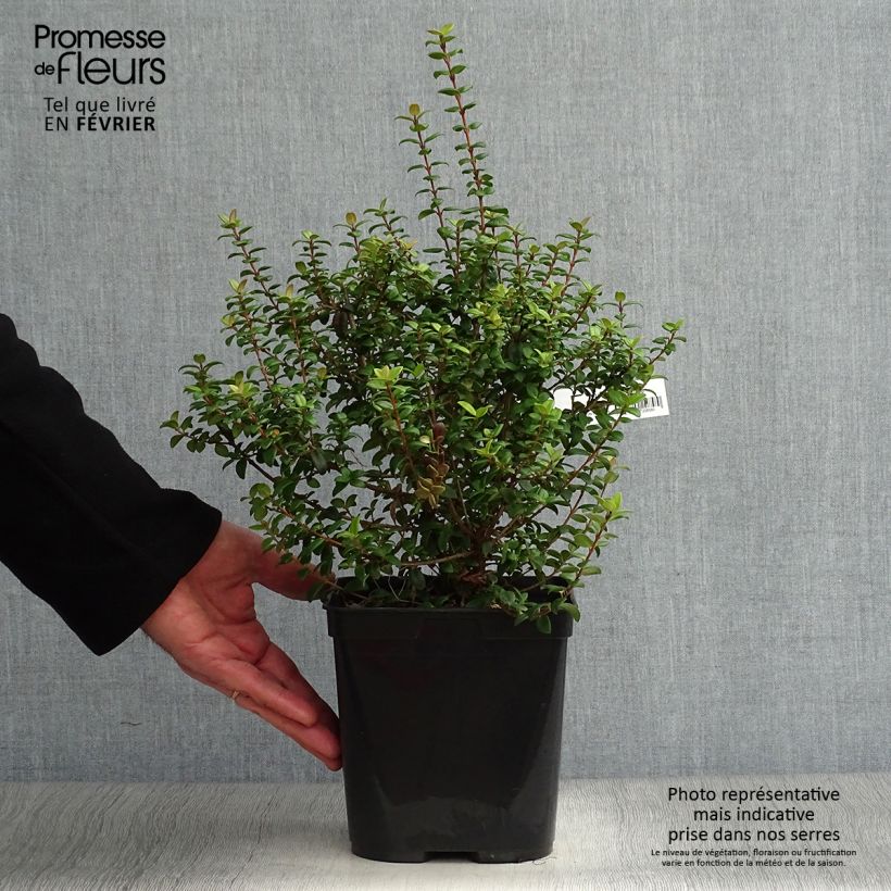 Example of Myrtus ugni - Ugni molinae Butterball  Pot van 2 l/3 l as you get in hiver
