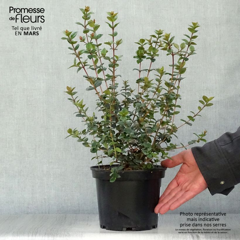 Exemplaar van Myrtus ugni Elite - Chileense guave Pot van 2 l/3 l zoals geleverd in de lente