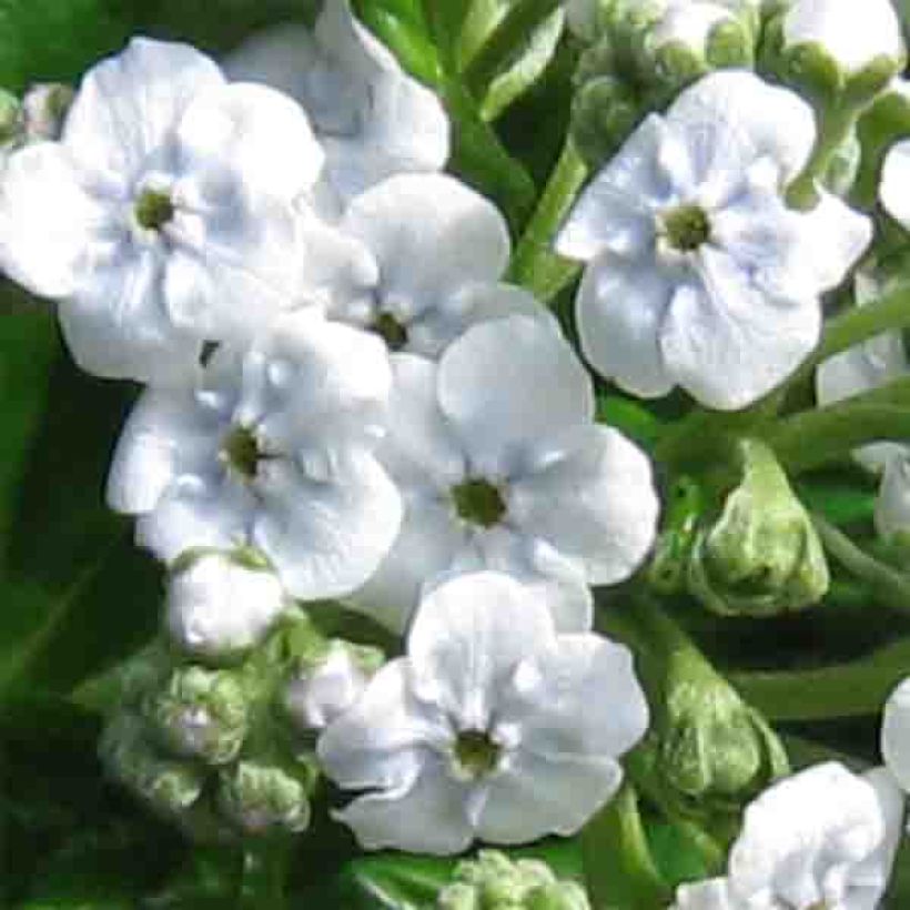 Myosotidium hortensia Alba - Chatham-eilandvergeet-mij-nietje (Bloei)