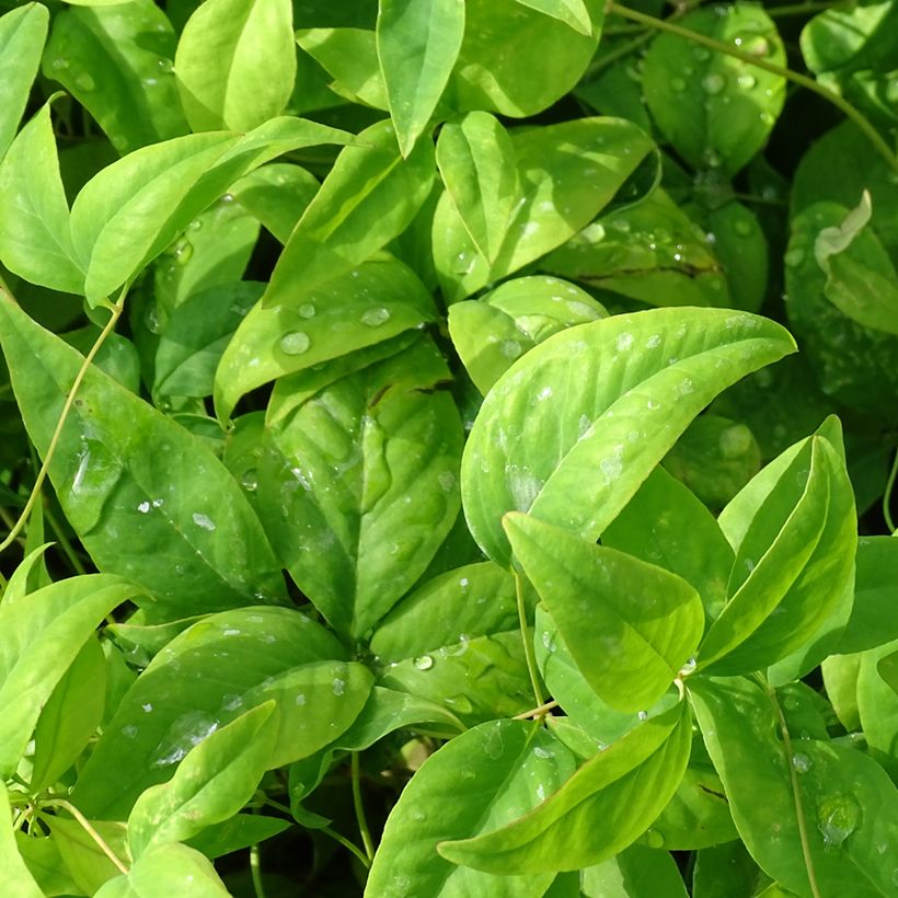 Nandina domestica Wood's Dwarf - Hemelse bamboe (Blad)