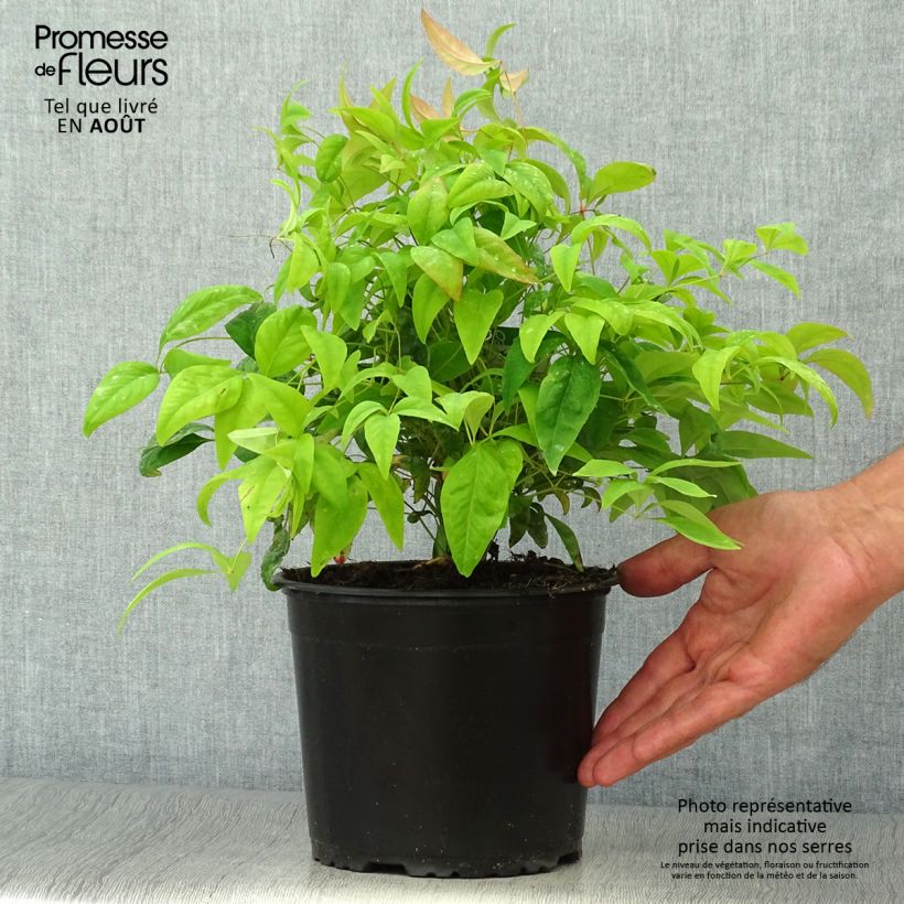 Exemplaar van Nandina domestica Wood's Dwarf - Hemelse bamboe Pot van 2 l/3 l zoals geleverd in de zomer