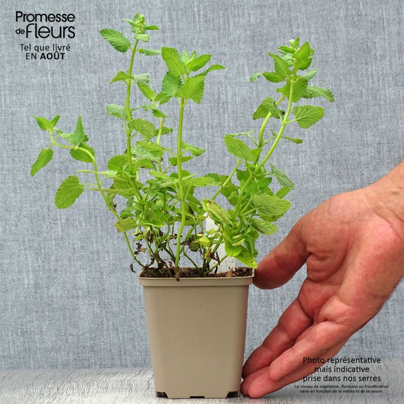 Exemplaar van Nepeta grandiflora Zinser's Giant - Kattenkruid Kweekpotje van 8/9 cm zoals geleverd in de zomer