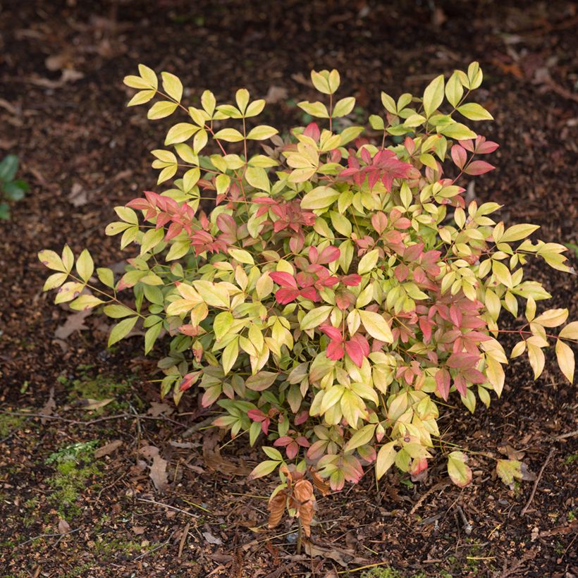 Nandina domestica Obsessed Seika - Hemelse bamboe (Groeiplaats)