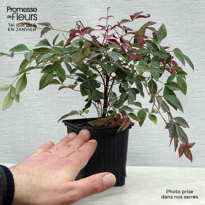 Example of Nandina domestica Obsessed Seika - Hemelse bamboe Kweekpotje van 8/9 cm as you get in hiver