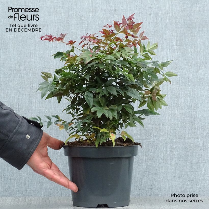 Example of Nandina domestica Obsessed Seika - Hemelse bamboe Pot van 2 l/3 l as you get in hiver