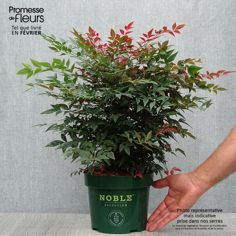 Exemplaar van Nandina domestica Obsessed Seika - Hemelse bamboe Pot van 2 l/3 l zoals geleverd in de herfst