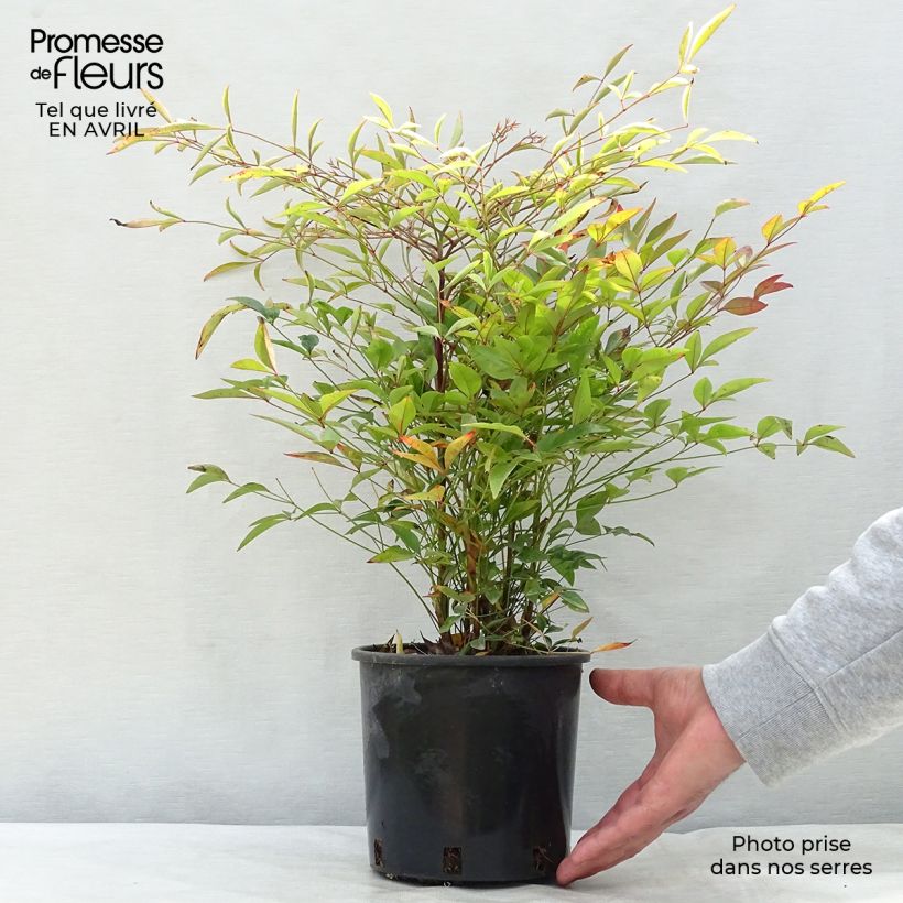 Exemplaar van Nandina domestica - Hemelse bamboe Pot van 2 l/3 l zoals geleverd in de lente